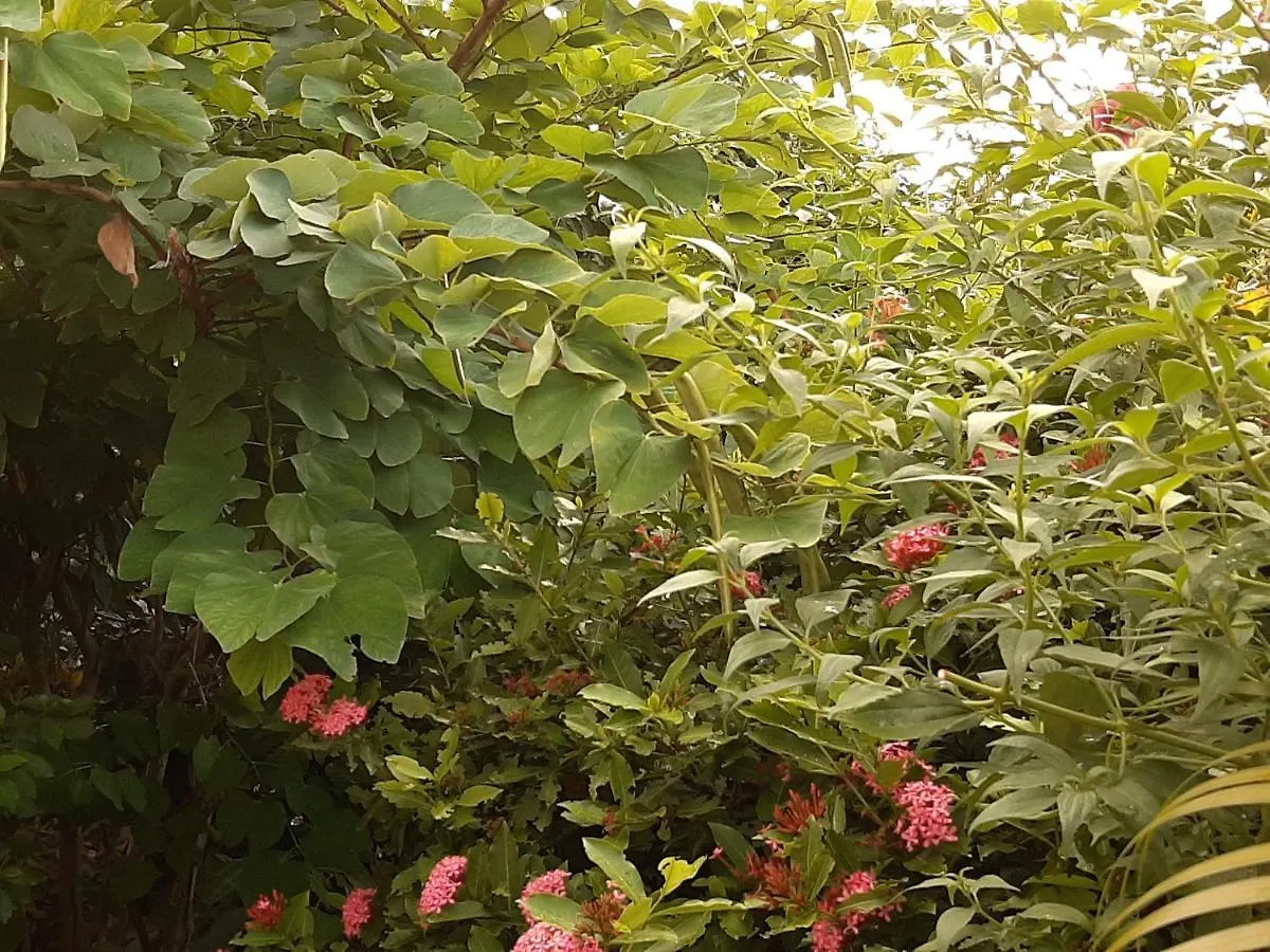 Les Hibiscus Apartment L'Anse Noire